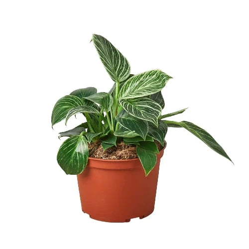 Philodendron 'Birkin' in a decorative pot, showcasing its upright and compact growth habit