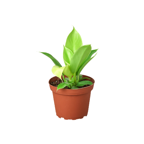 Philodendron 'Moonlight' plant with vibrant yellow new growth