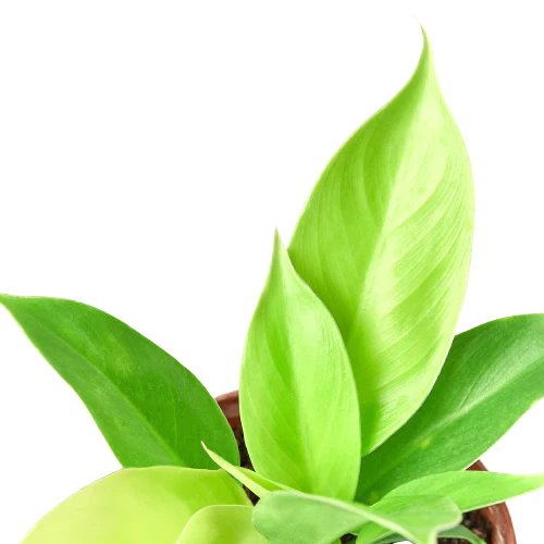 Close-up of bright yellow new leaf on Philodendron 'Moonlight'