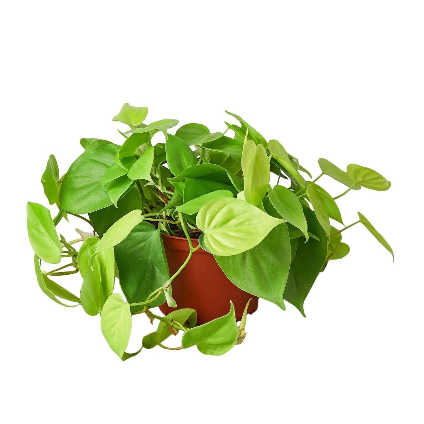 Philodendron 'Neon' plant cascading beautifully from a hanging basket in an indoor setting