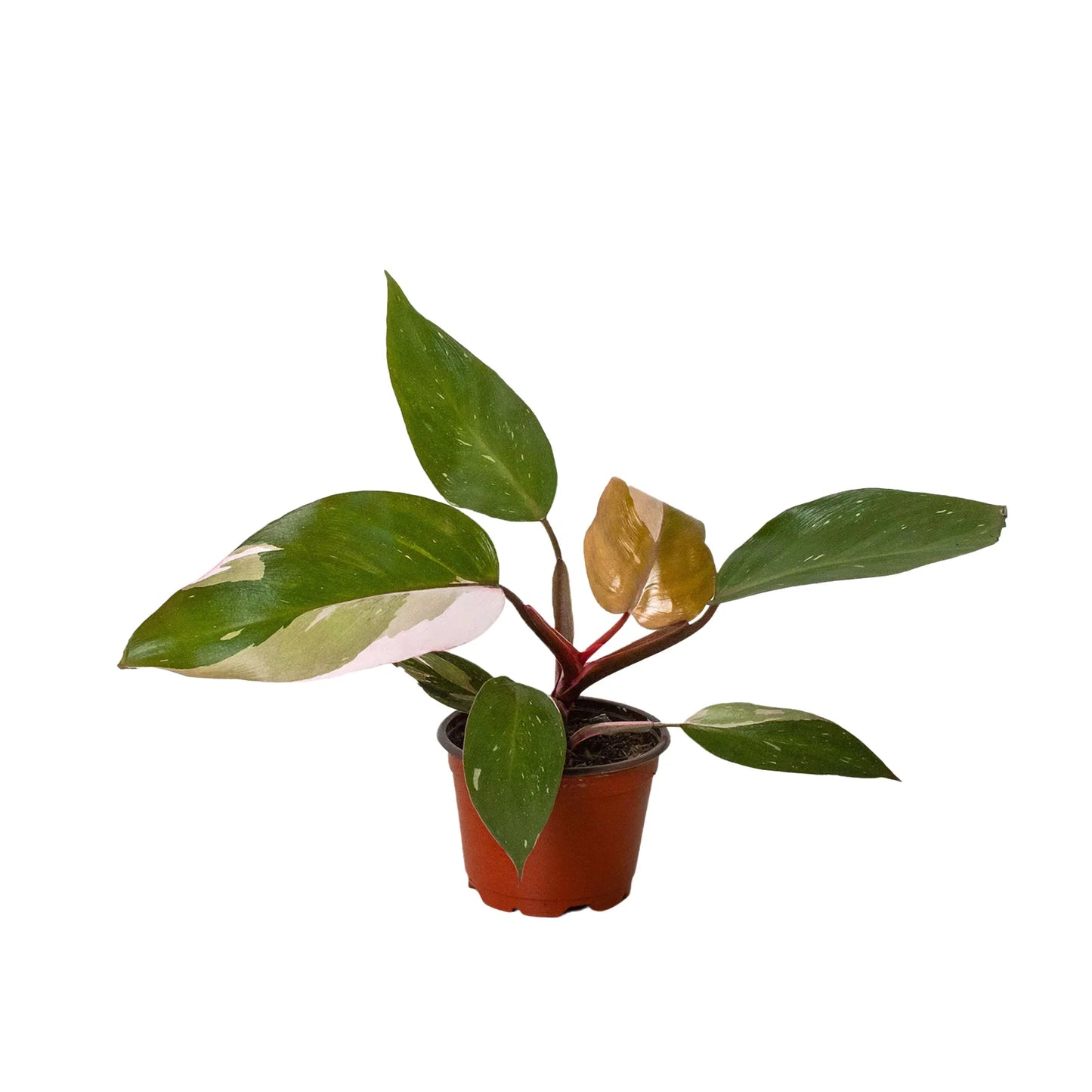 Philodendron 'Pink Princess' houseplant with vibrant pink and dark green variegated leaves