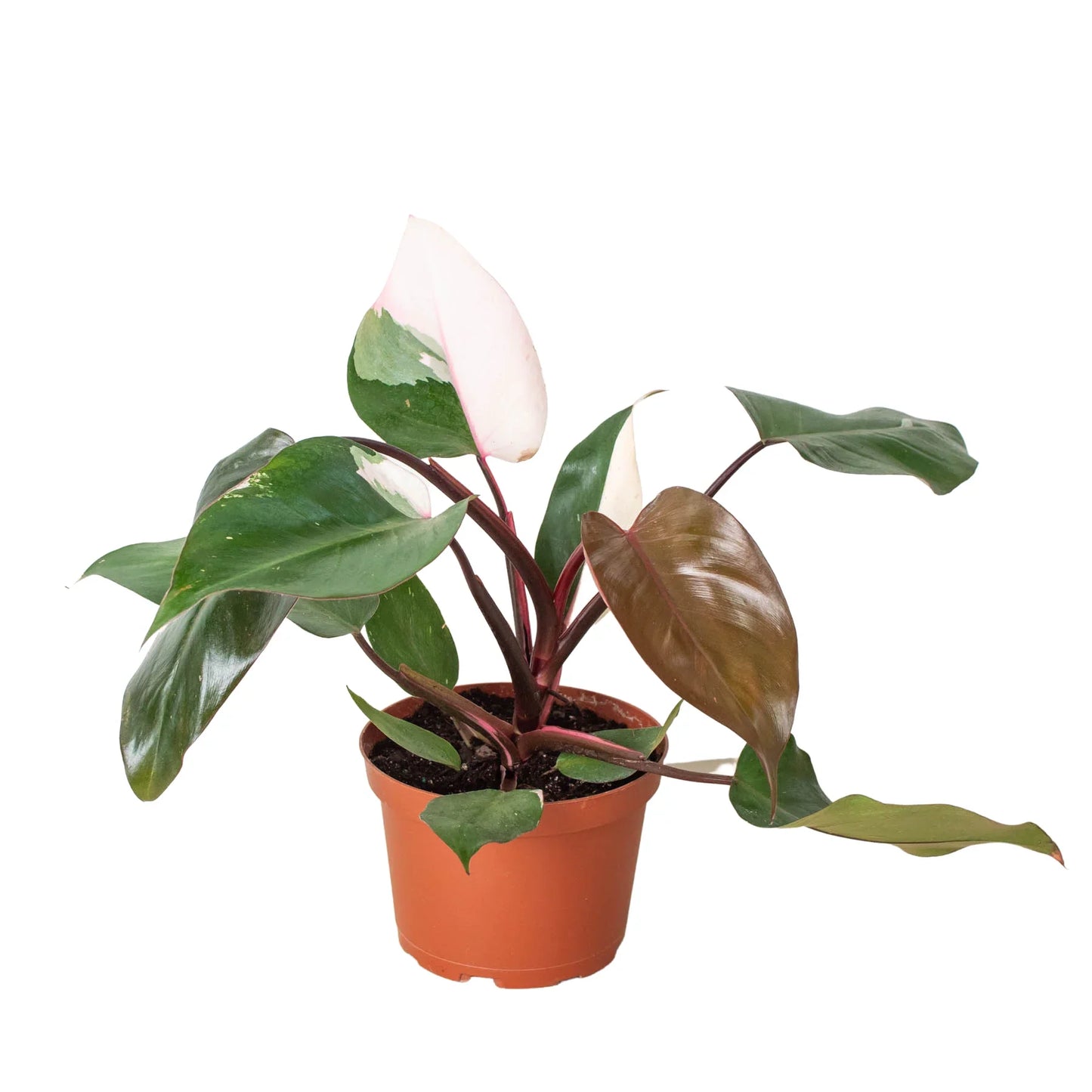 New leaf unfurling on a Philodendron 'Pink Princess' plant, showing emerging pink coloration