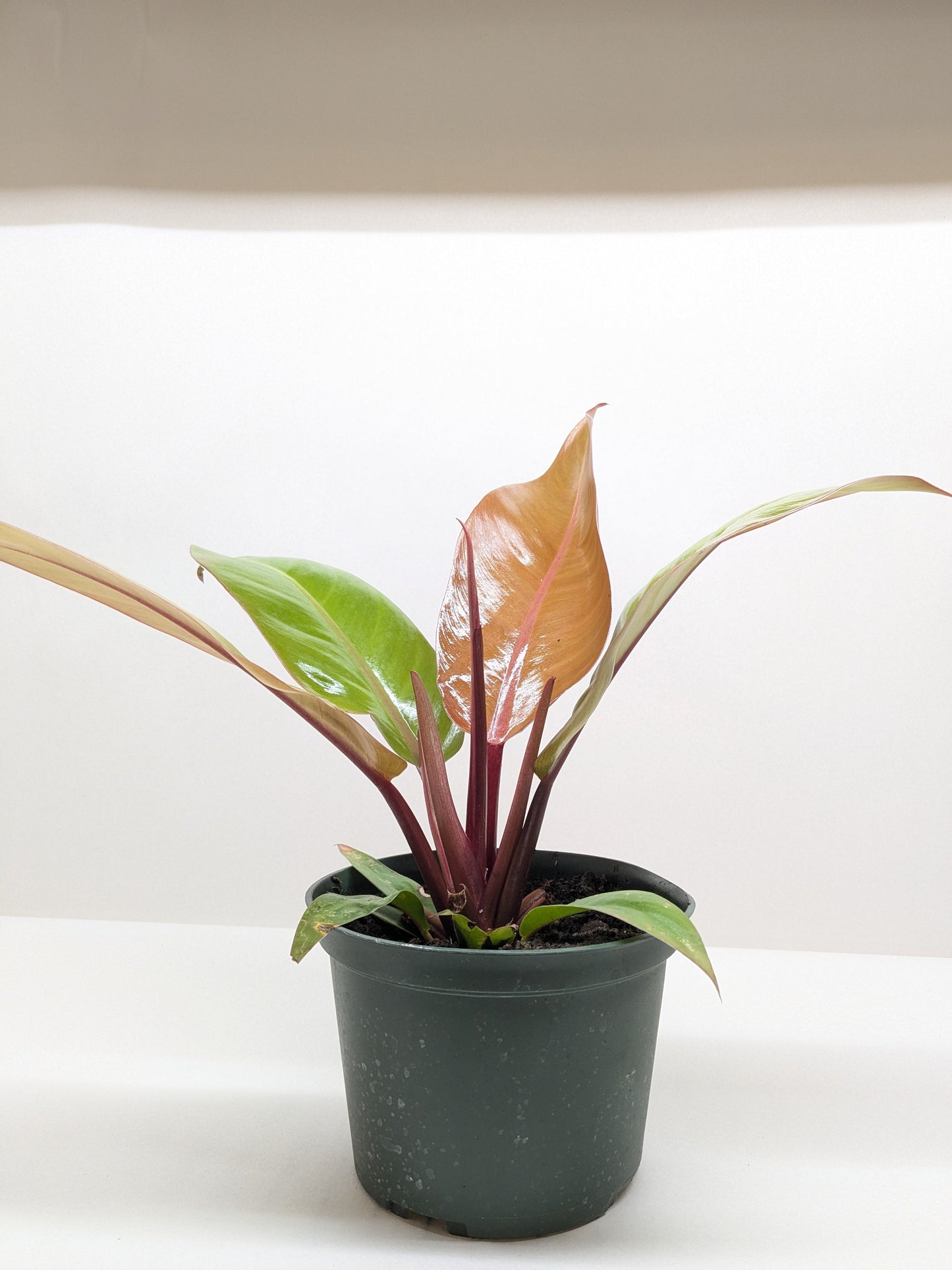 Philodendron 'Prince of Orange' showing leaves transitioning from copper tones to darker shades of green