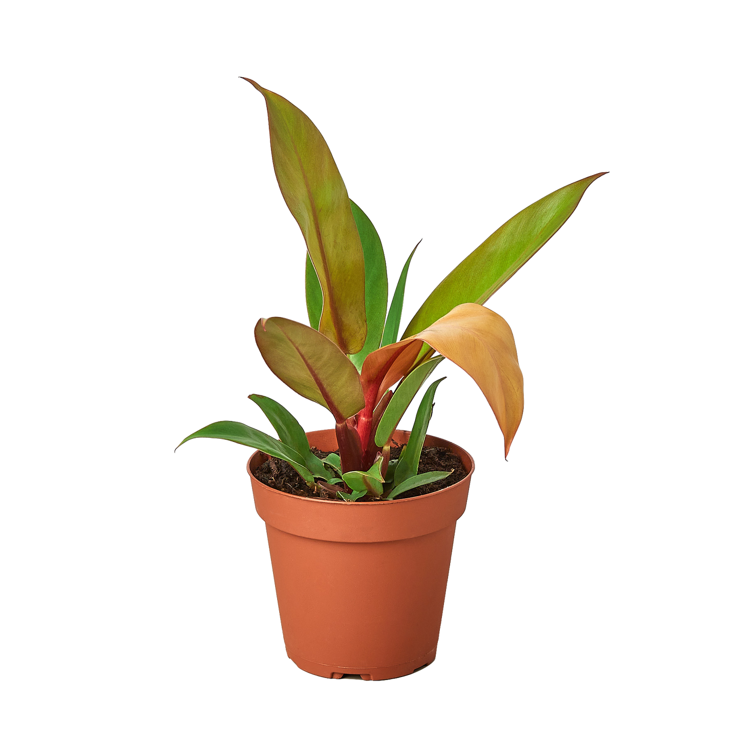Philodendron 'Prince of Orange' plant with leaves displaying a mix of yellow, copper, and green colors