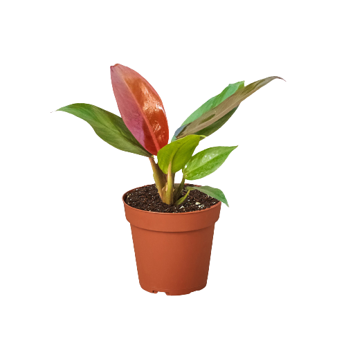 Philodendron 'Sun Red' plant showcasing its vibrant red and burgundy leaves