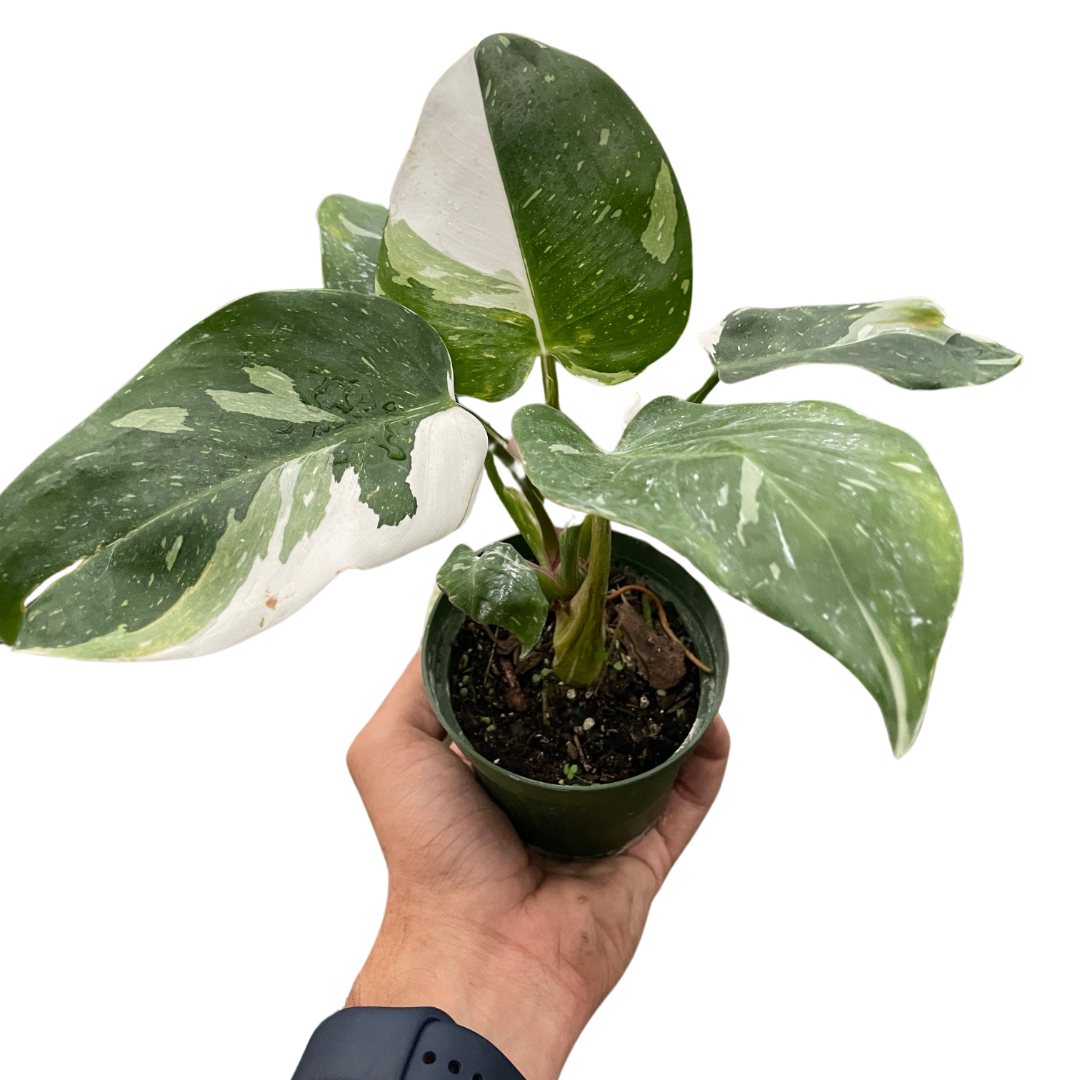 Philodendron 'White Princess' plant with gorgeous green leaves generously splashed with white