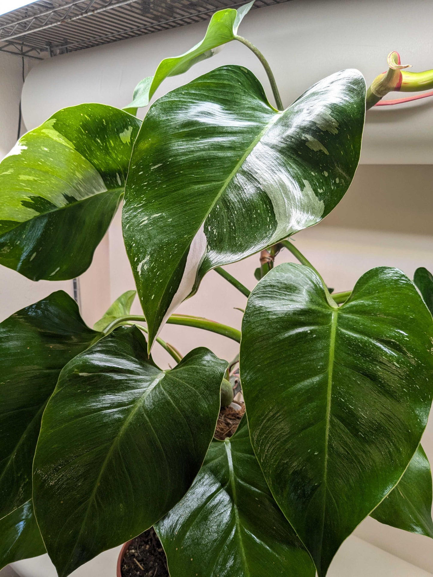 New, unfurling leaf on a Philodendron 'White Princess' plant with emerging white variegation