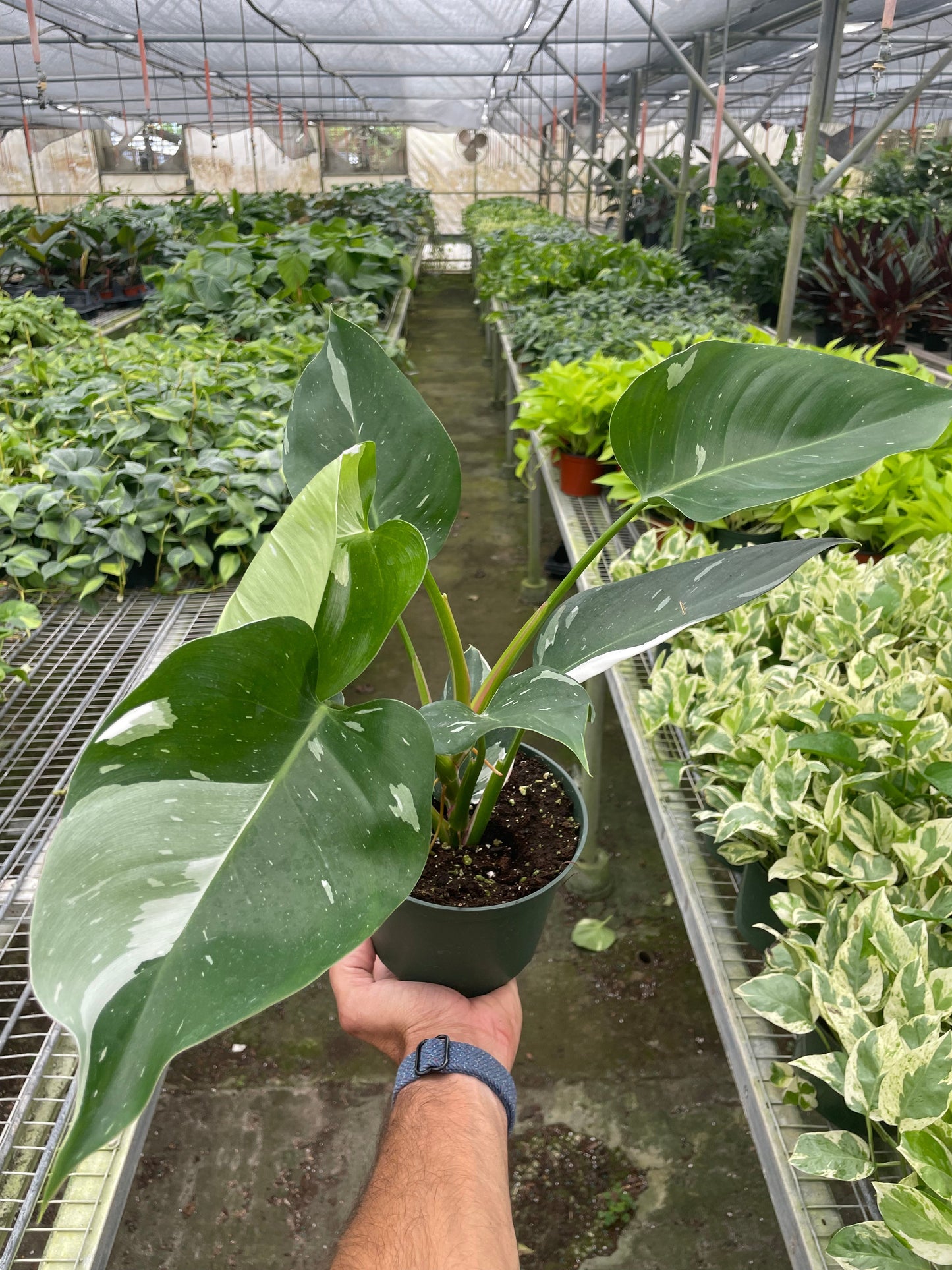 Philodendron 'White Princess' in a decorative pot, showcasing its upright growth and striking appearance