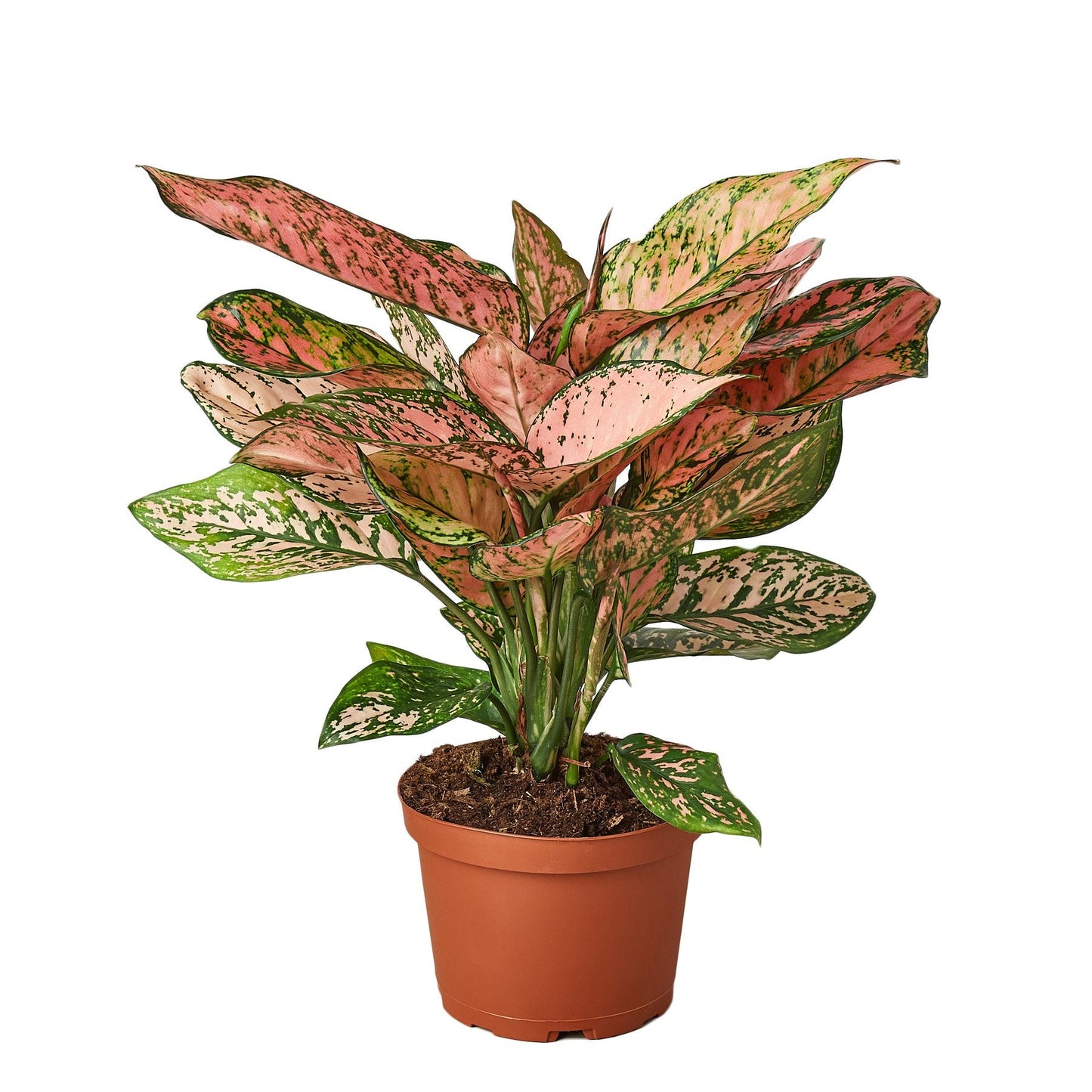 Aglaonema 'Lady Valentine' adding a pop of vibrant pink to a bright living room