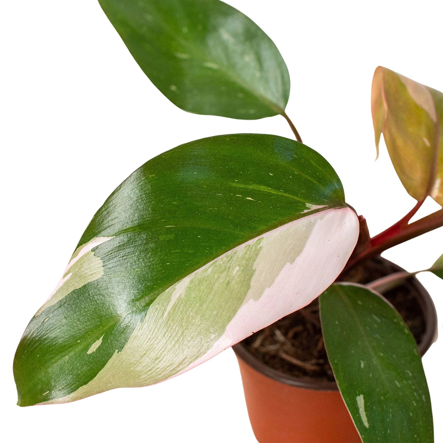 Close-up of a Philodendron 'Pink Princess' leaf showing detailed pink and green variegation