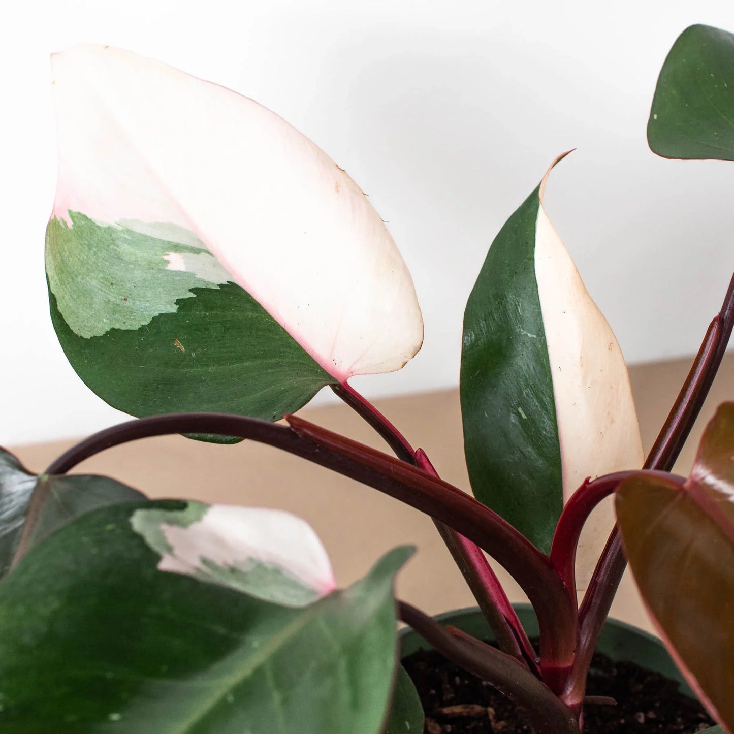 Close-up of a Philodendron 'Pink Princess' leaf showing detailed pink and green variegation