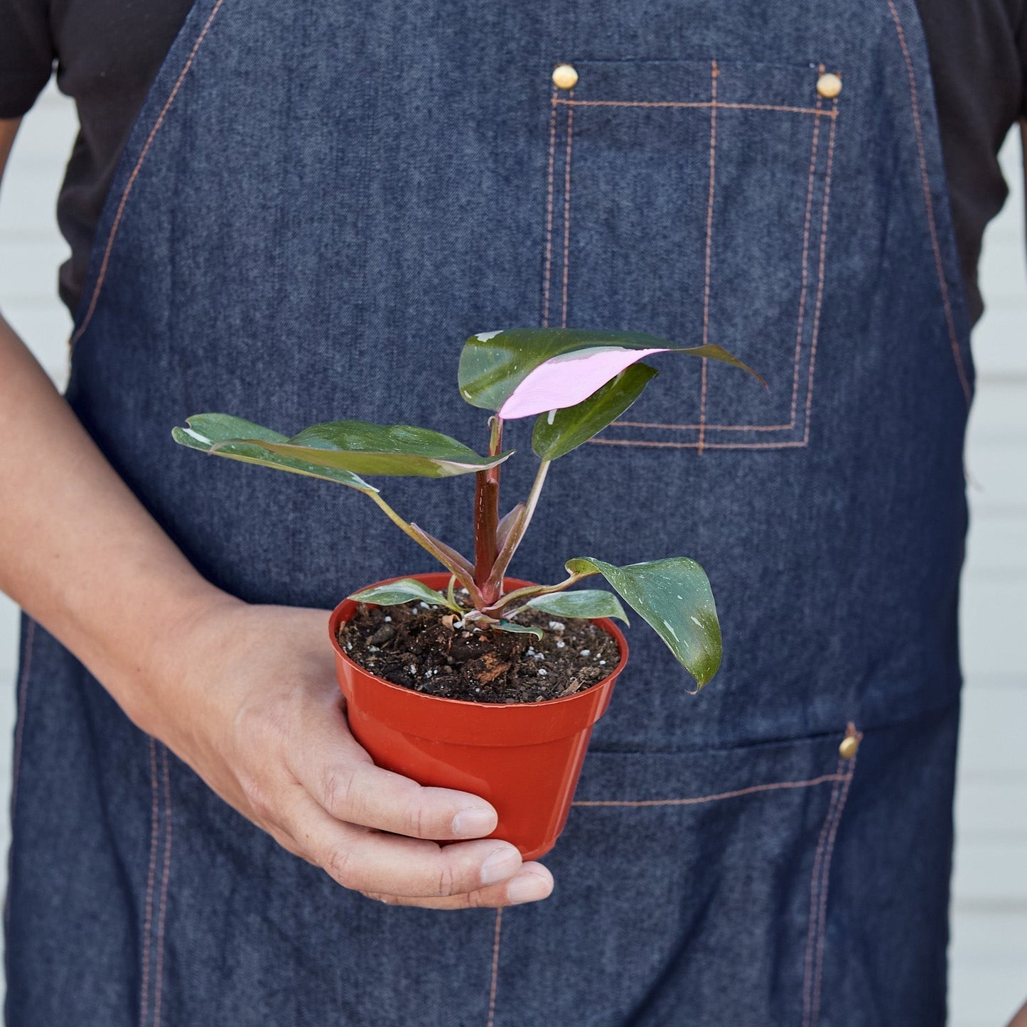 Philodendron 'Pink Princess' plant on a shelf as stylish indoor home decor
