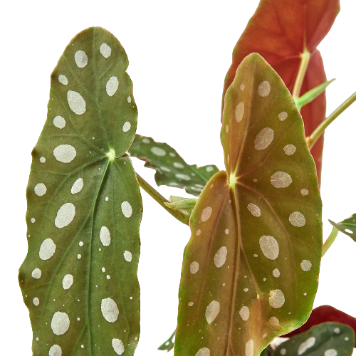 Close-up of a Begonia 'Maculata' leaf, showing detailed silver spots and green veins
