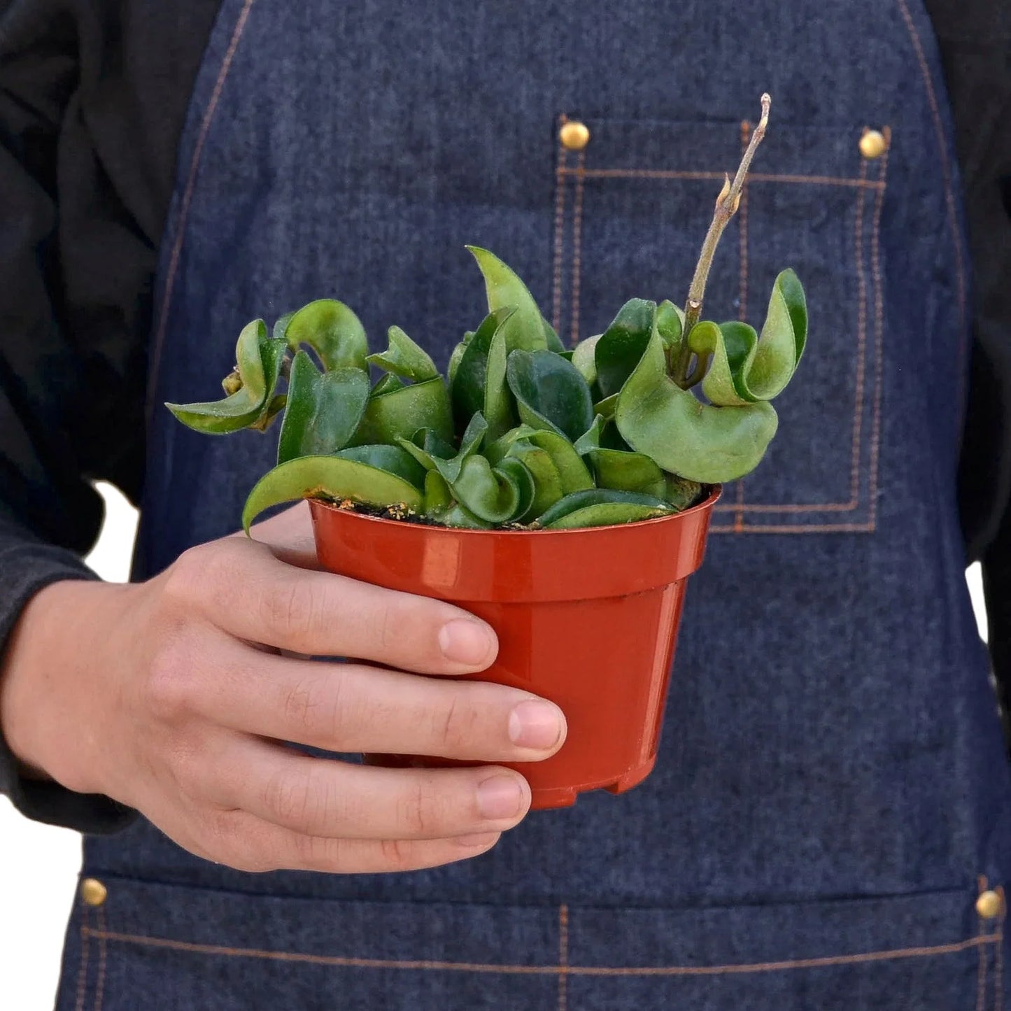 Hoya Rope Plant (Porcelain Flower) elegantly draped in a hanging basket