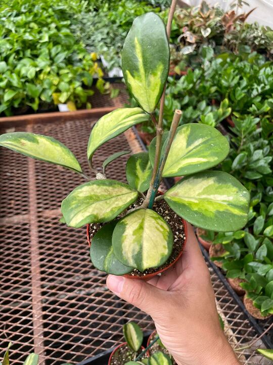 Hoya Obovata Reverse trailing from a hanging basket, emphasizing its Porcelain Flower common name