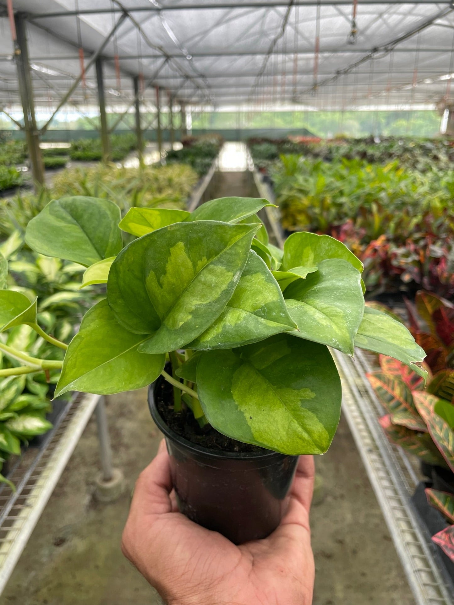 Pothos 'Global Green' hanging plant in a decorative pot