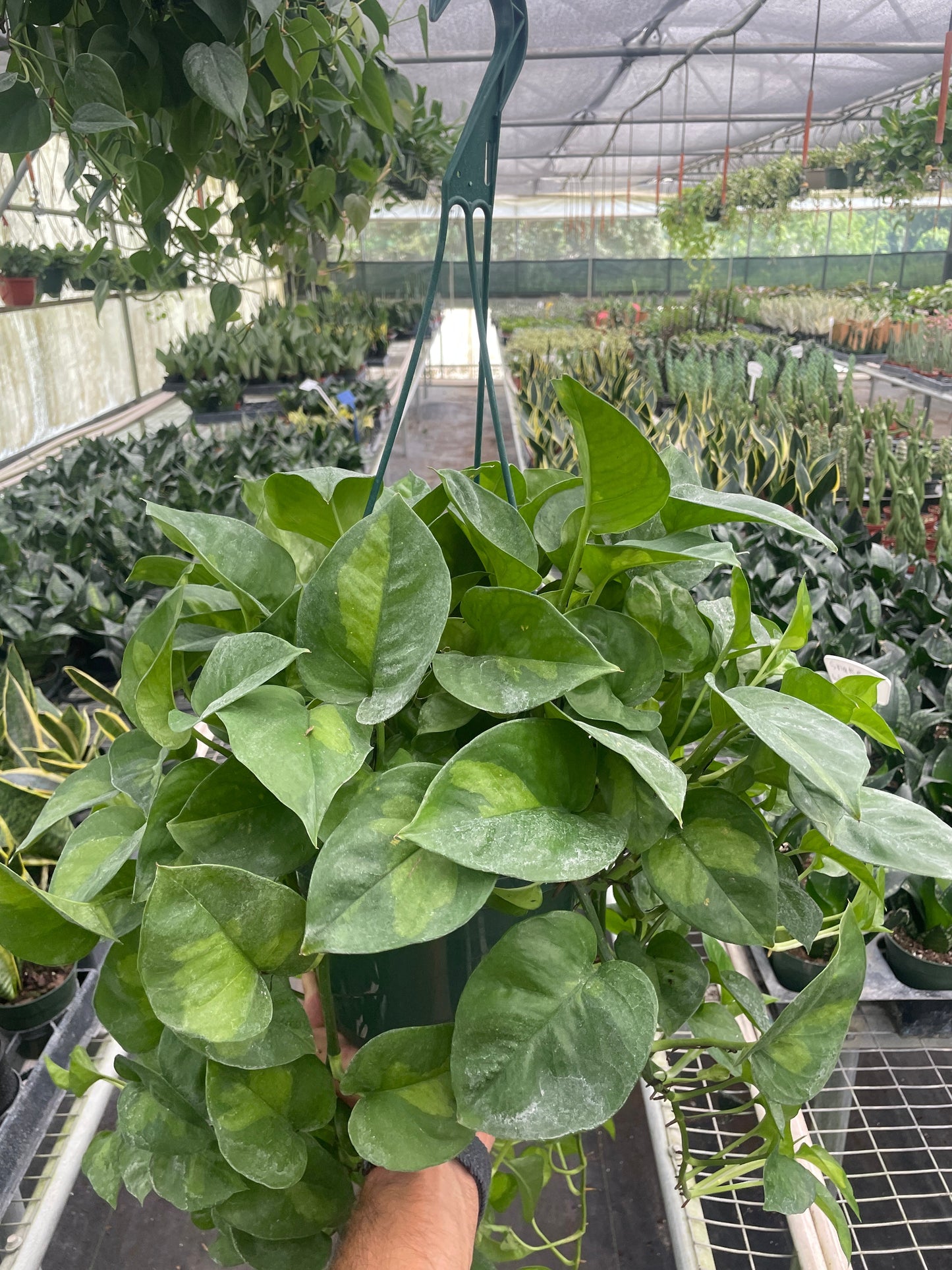 Long trailing vine of Pothos 'Global Green'