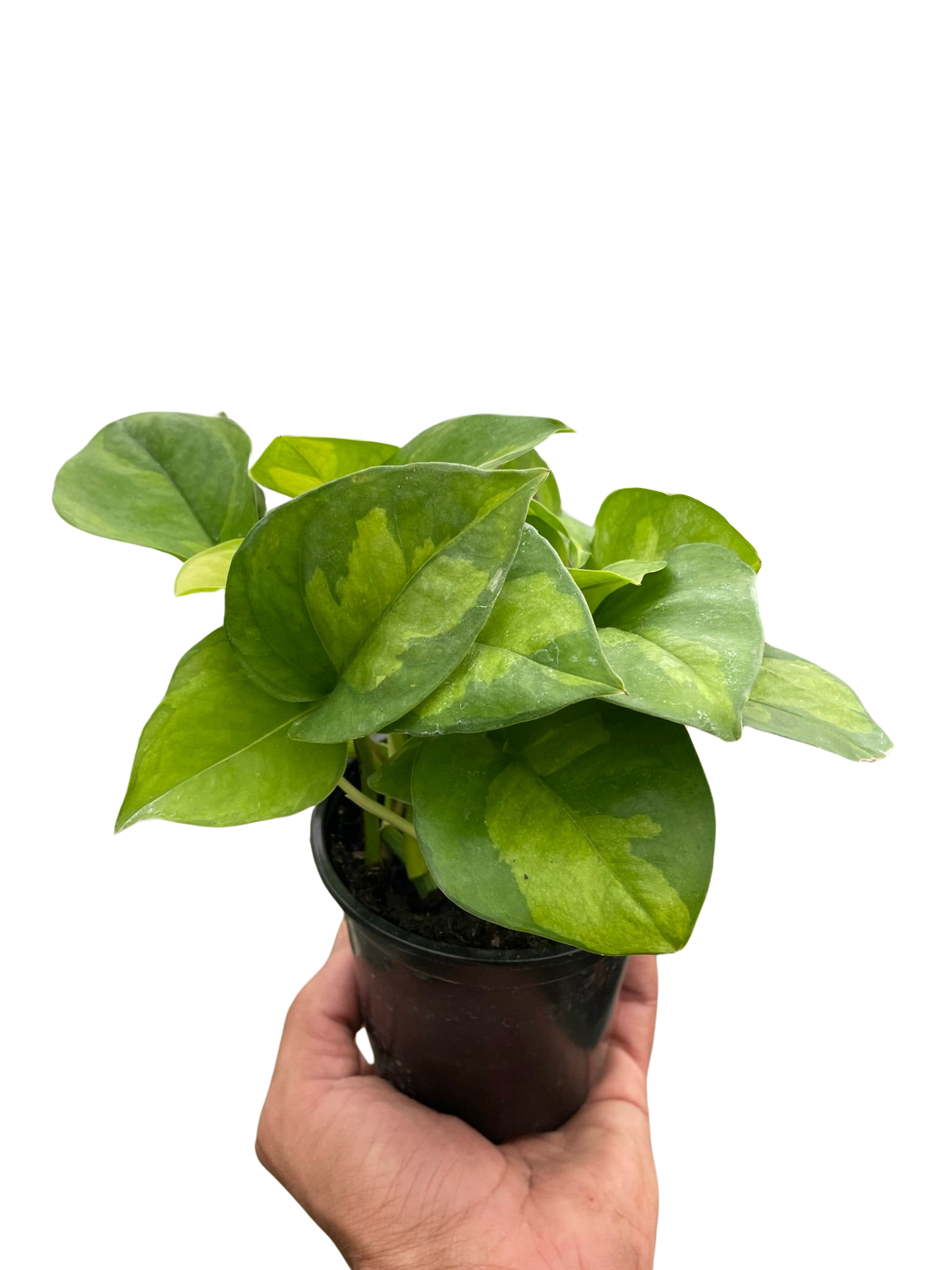 Pothos 'Global Green' adding greenery to an office cubicle