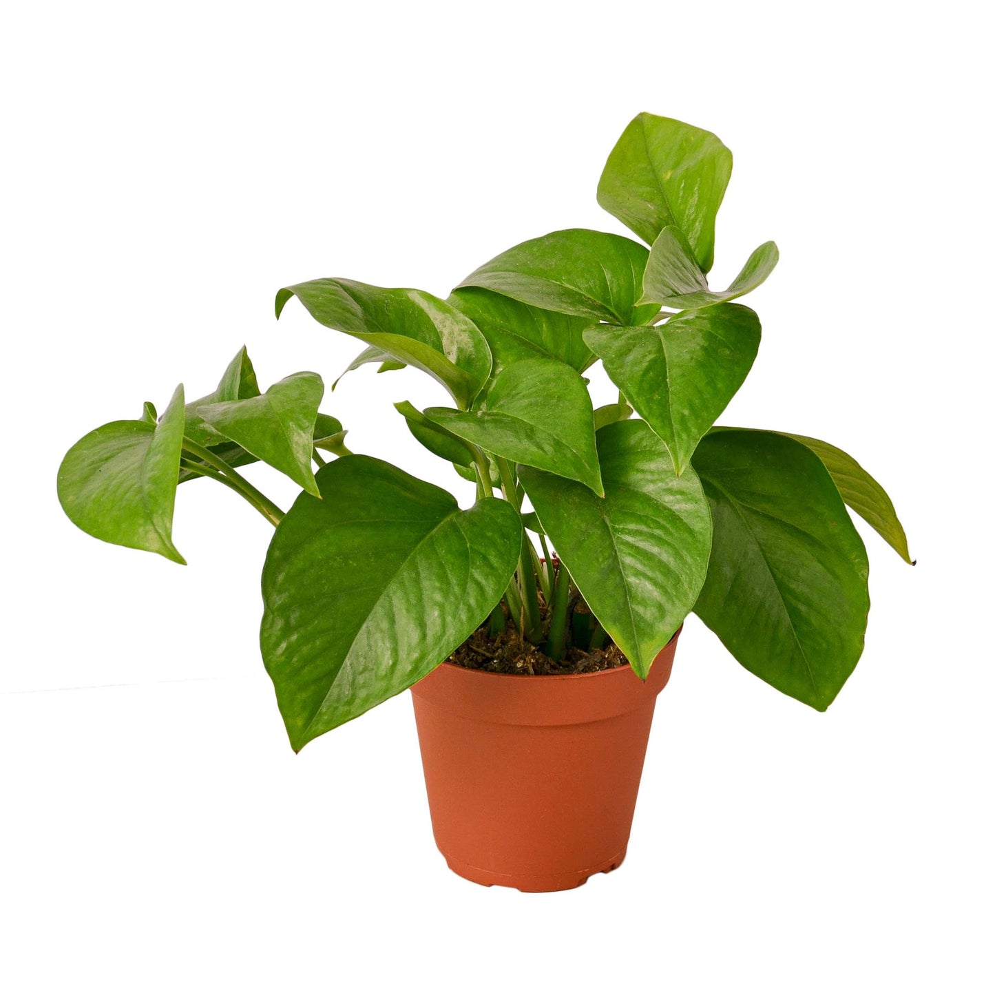Pothos 'Green Queen' plant with vibrant, solid green heart-shaped leaves, trailing