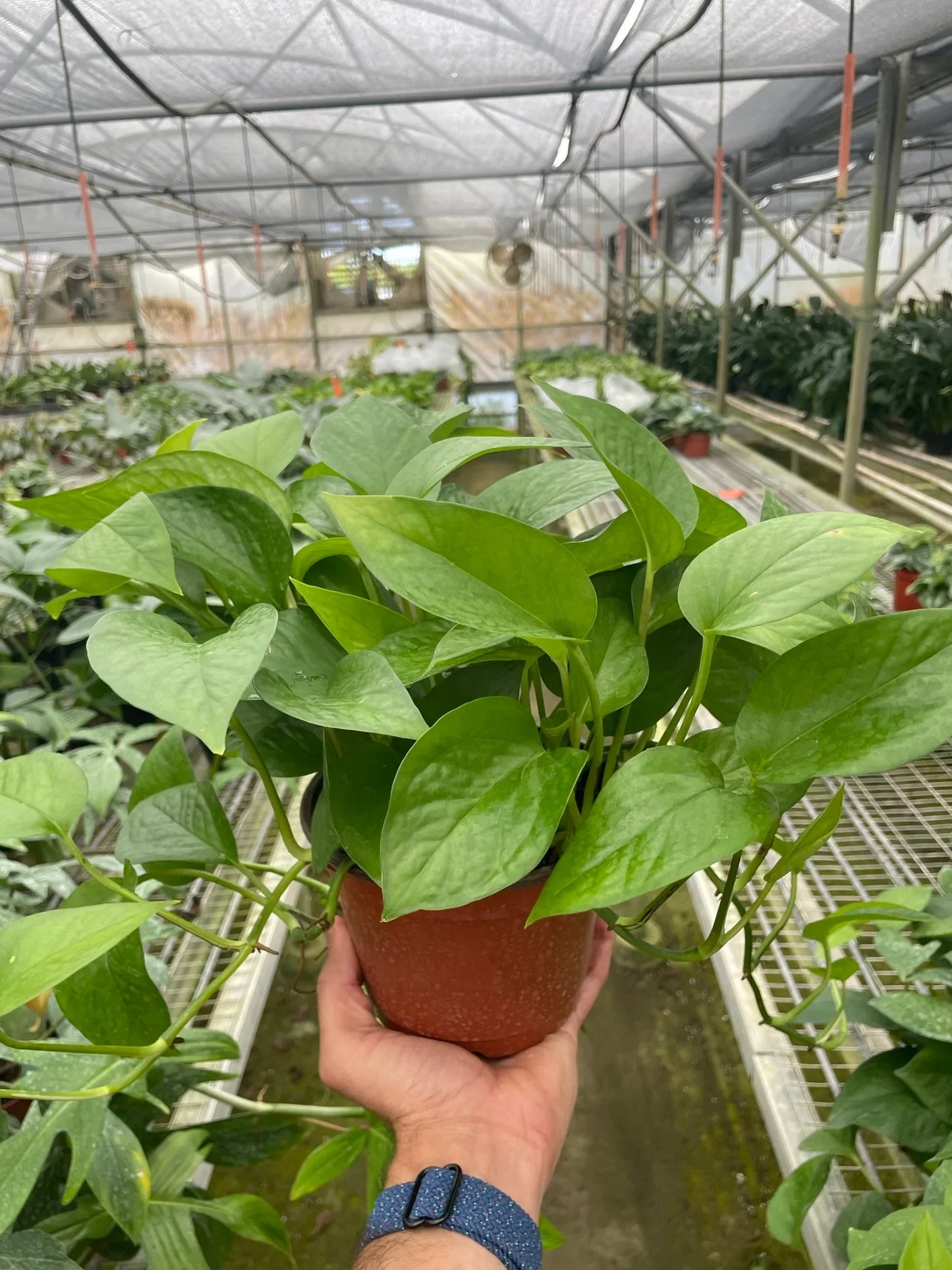 Pothos 'Green Queen' plant arranged on a shelf, with vines cascading downwards