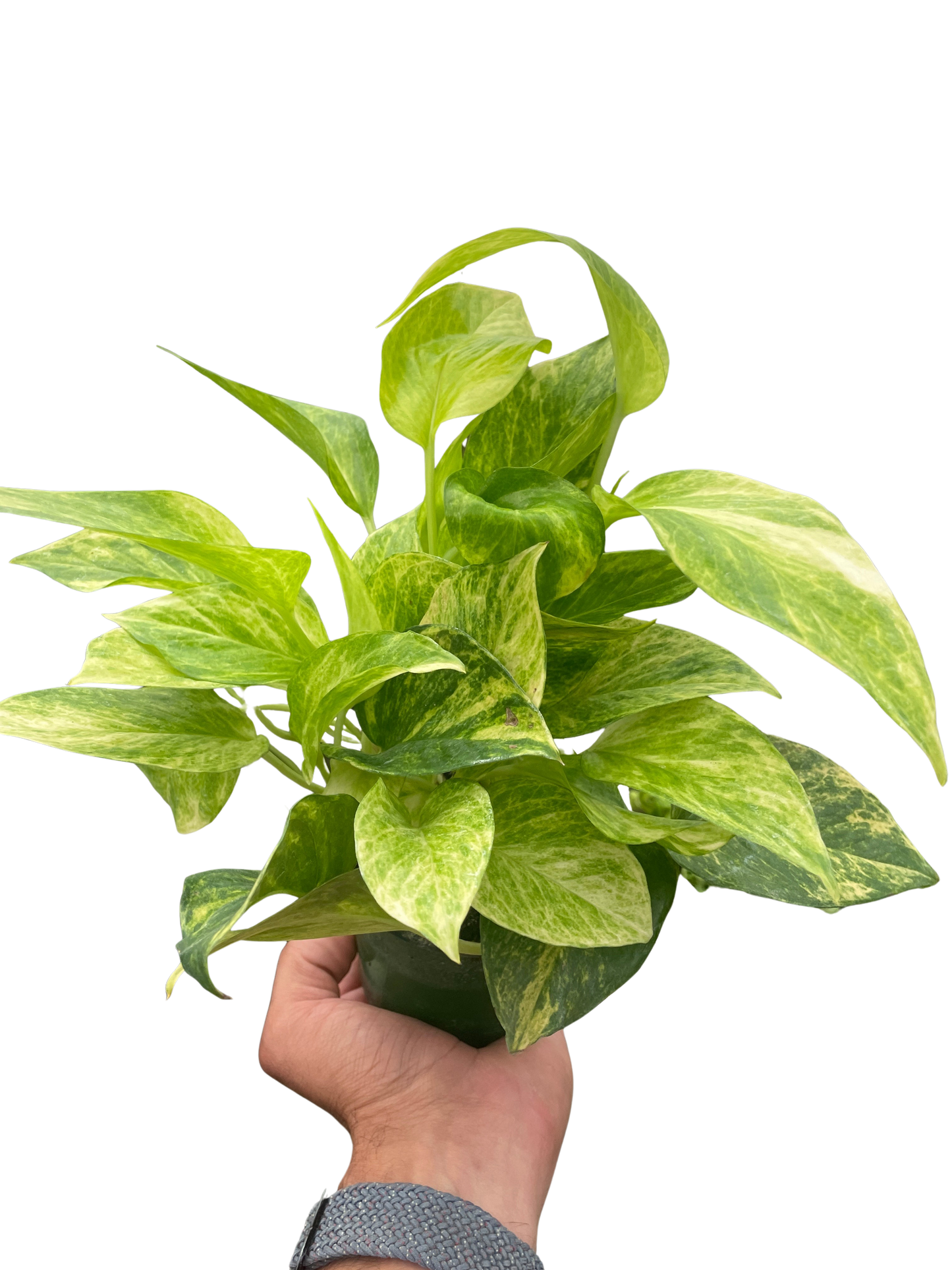 Pothos 'Neon Queen' trailing gracefully from a hanging planter