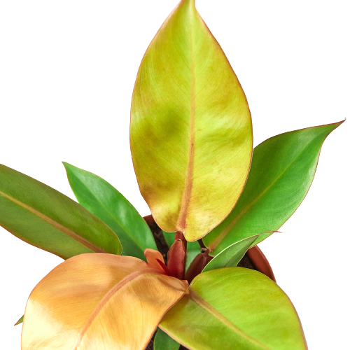 Close-up of a new starburst yellow leaf emerging on a Philodendron 'Prince of Orange'