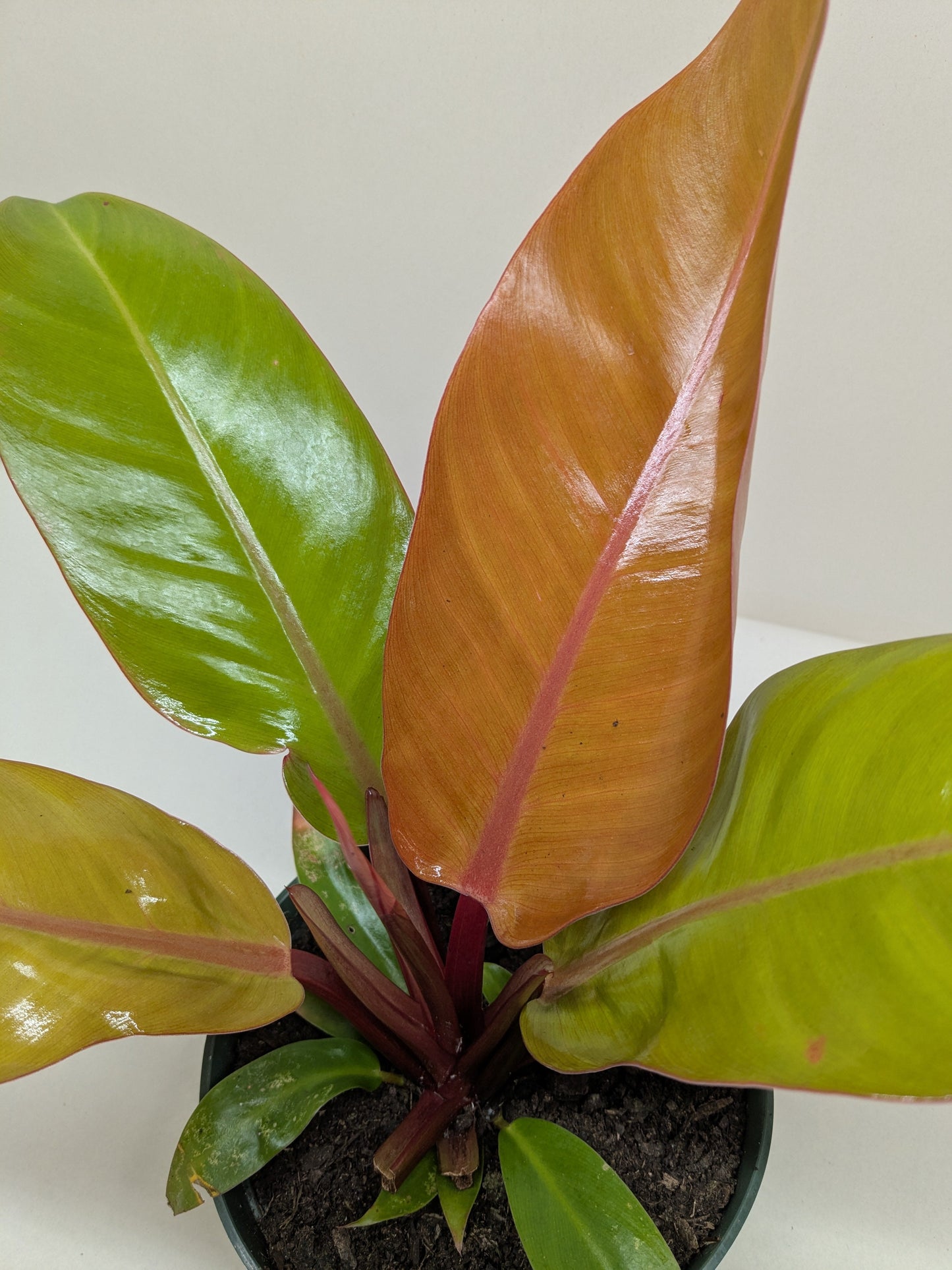 Philodendron 'Prince of Orange' in a decorative pot, showcasing its full, upright form