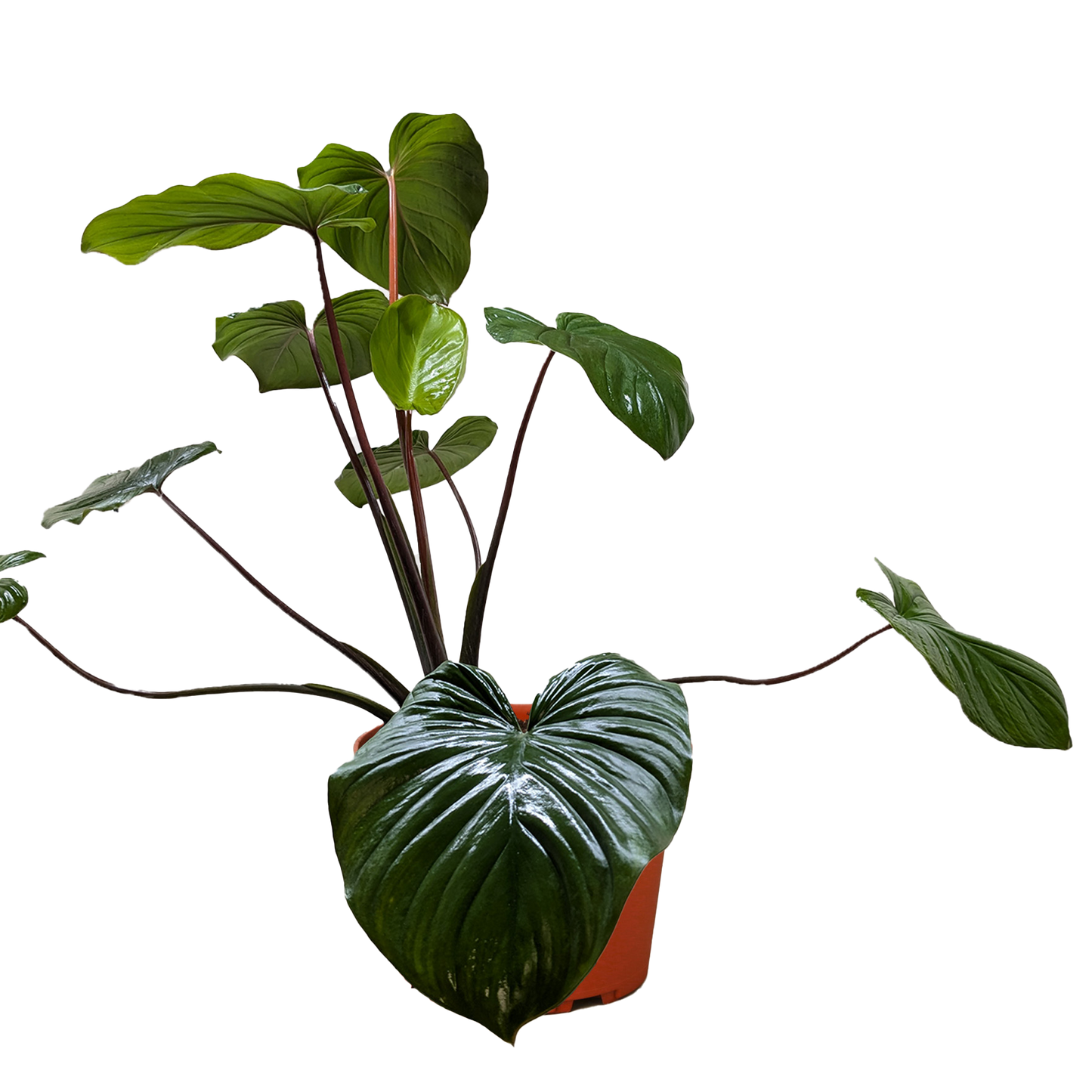 Detail of the lush dark green foliage of the 'Queen of Hearts' plant