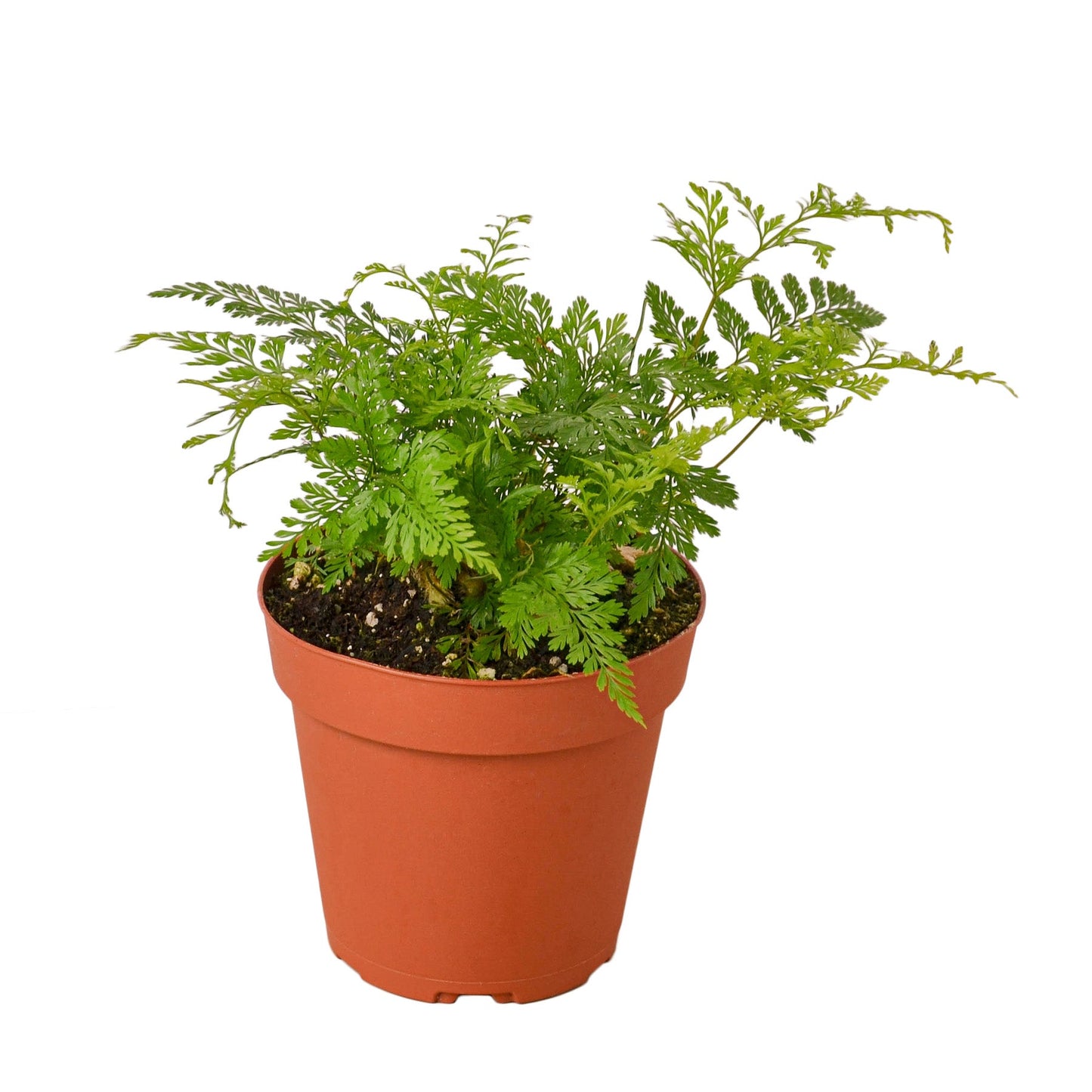 Rabbit's Foot Fern with lush green fronds and furry rhizomes growing over pot edge