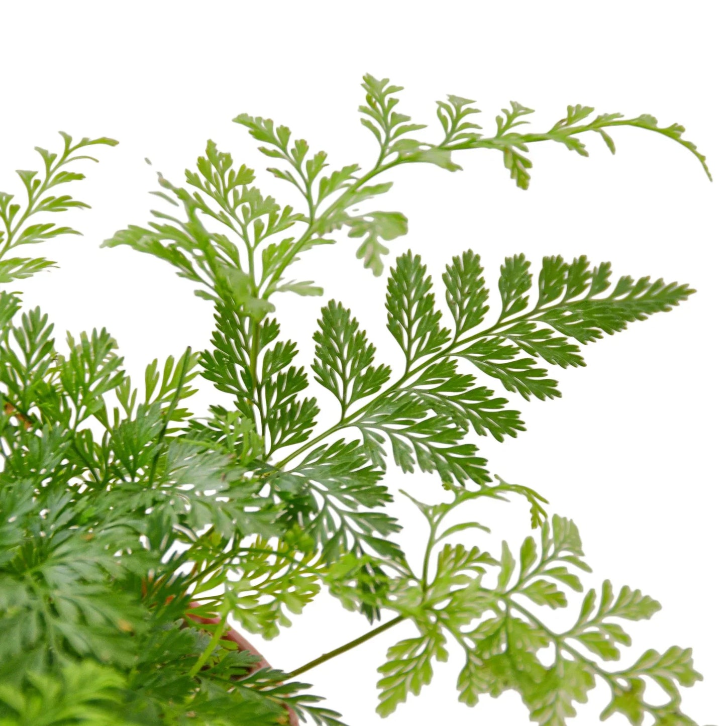 Close-up of the fuzzy, brown rhizomes resembling a rabbit's foot on the fern