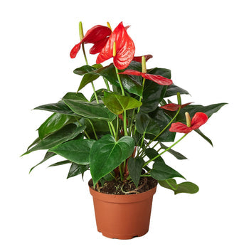 Anthurium 'Red' in a bright room, representing its air-purifying qualities