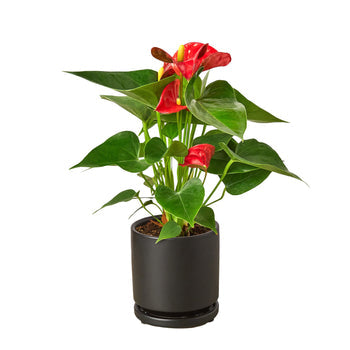 Vibrant Anthurium 'Red' adding an exotic touch and pop of color to a modern indoor space