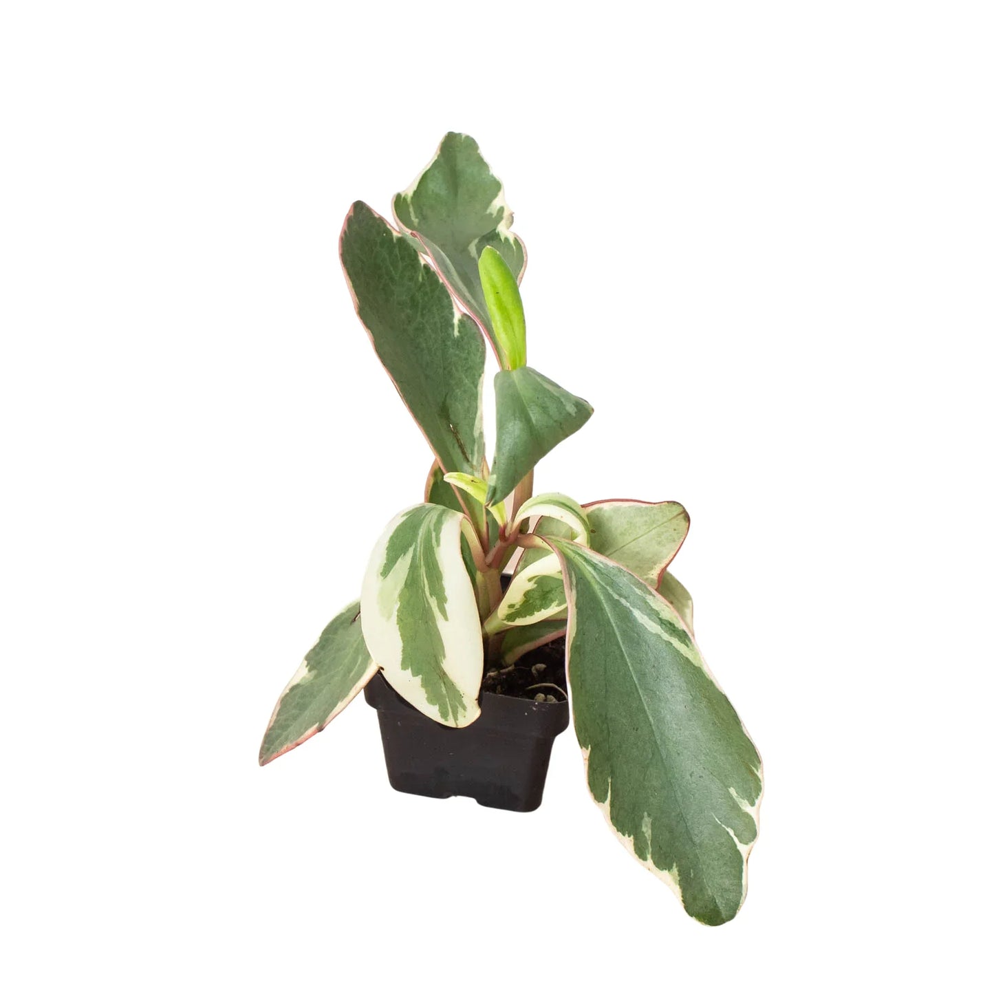 Peperomia 'Ginny' plant brightening a desk or tabletop with its vibrant, variegated leaves