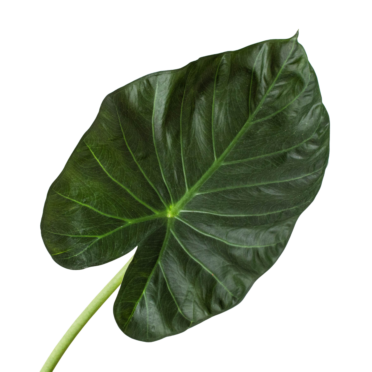 Close-up of an Alocasia 'Regal Shields' leaf showing its deep green color, velvety texture, and prominent veins