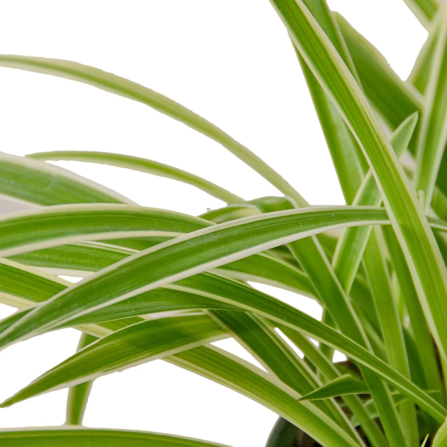 Close-up of a Spider Plant 'Reverse' leaf showing its distinct creamy white central stripe and green margins