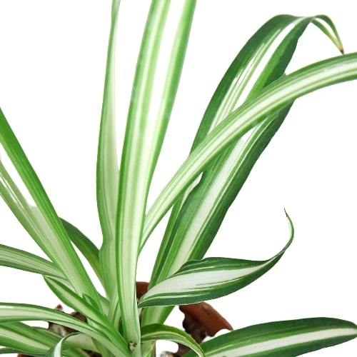 Full Spider Plant 'Reverse' cascading from a hanging basket in a bright room