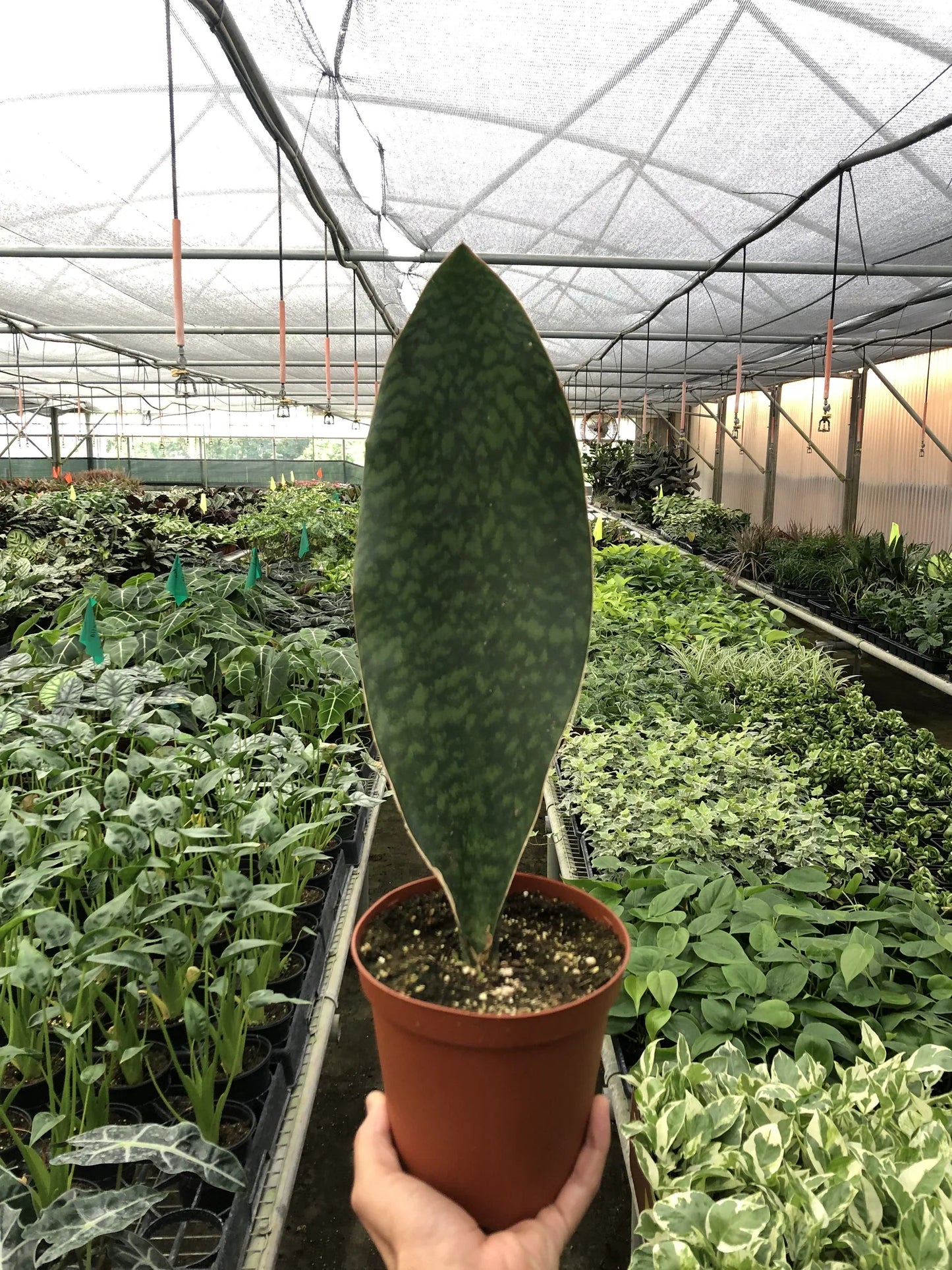 Shark Fin Snake Plant in a decorative pot on a shelf, adding a unique modern touch