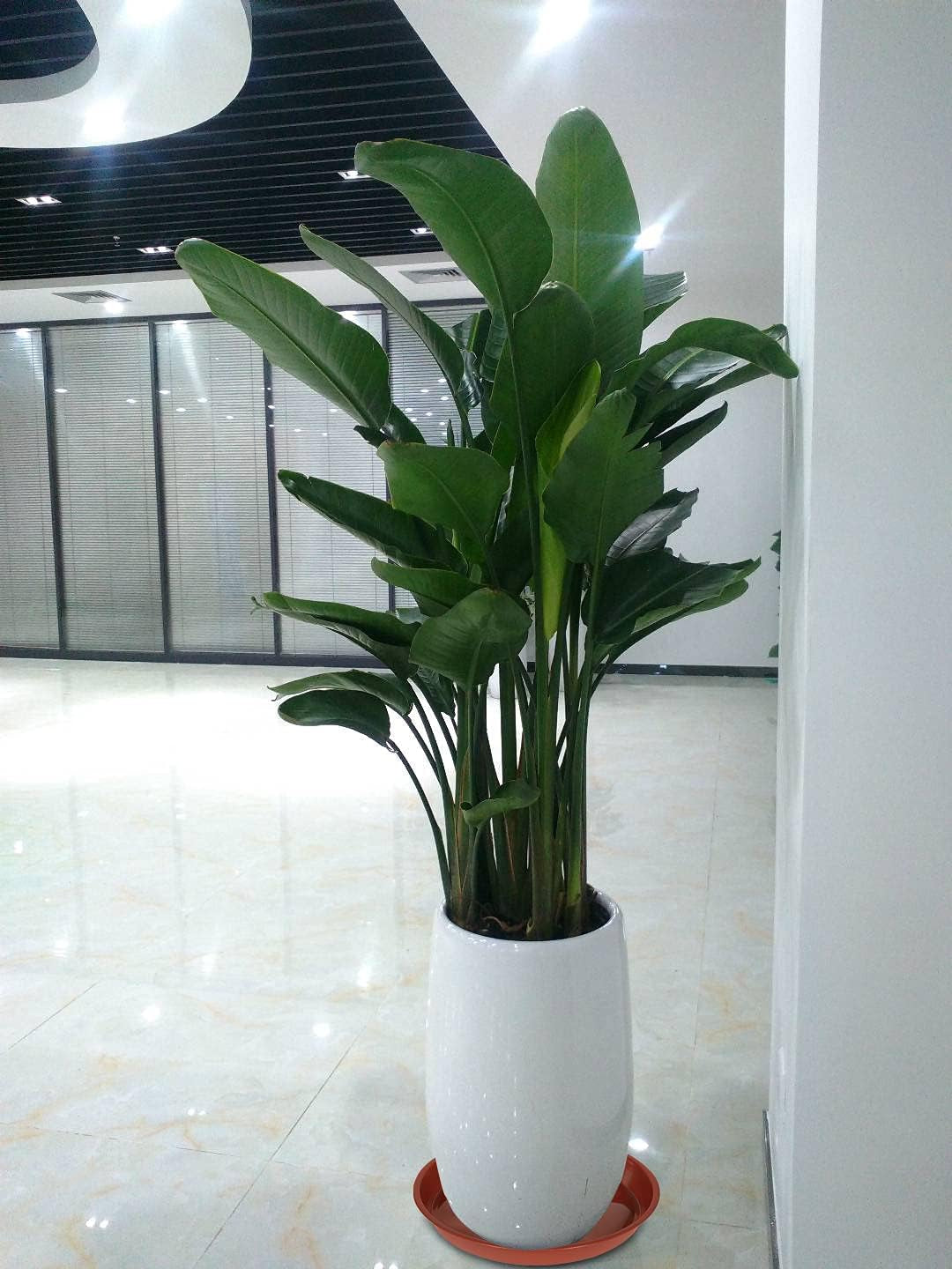A plant saucer placed under a potted plant on a wooden floor, visually representing floor protection from water spills.