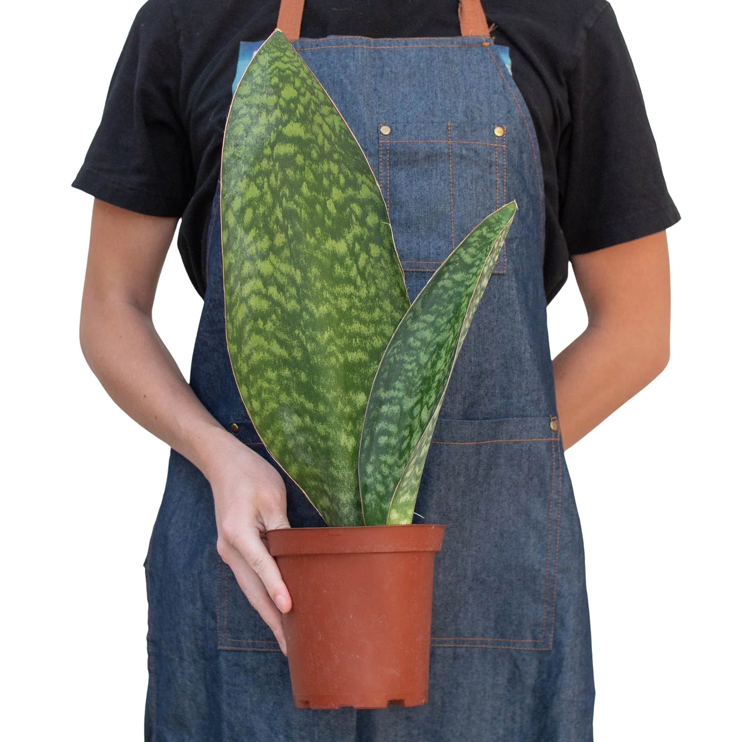 Full view of a healthy Shark Fin Snake Plant, emphasizing its strong architectural form