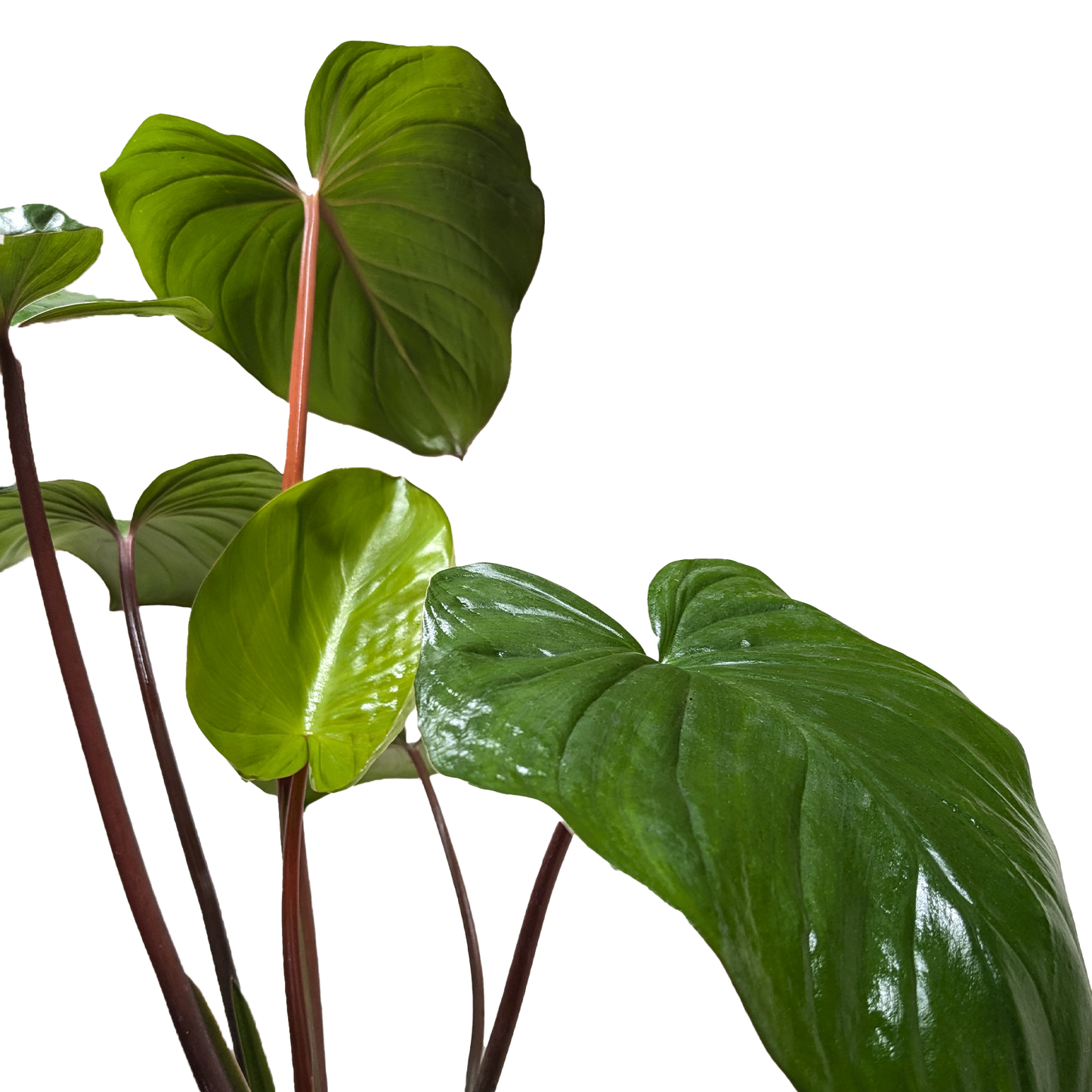 Homalomena 'Emerald Gem' (Shield Plant) as an attractive indoor plant, ideal for areas with height restrictions