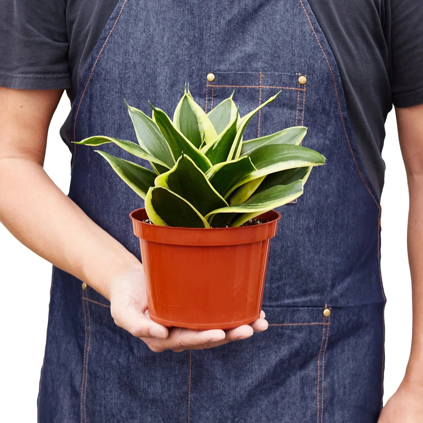 Snake Plant 'Black Gold' showcasing its strong and sturdy leaves, indicative of its drought tolerant nature