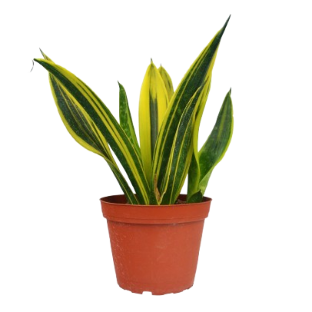 Snake Plant 'Gold Flame' with tall, sword-shaped leaves and yellow margins