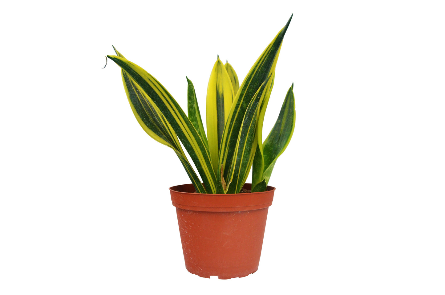 Snake Plant 'Gold Flame' in a modern office setting as a natural air purifier