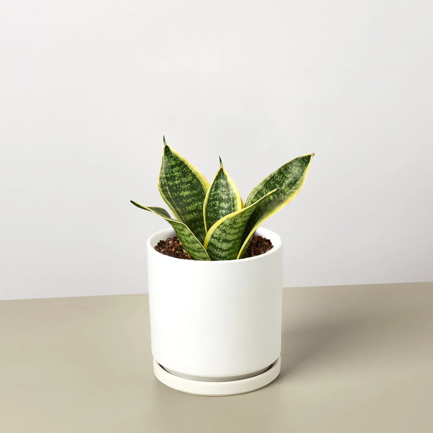 Illustration of Snake Plant Laurentii Dwarf leaf cutting for propagation