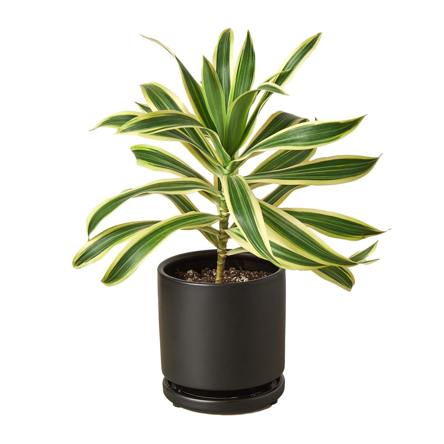 Detailed view of the long variegated leaves of the Dracaena 'Song of India'