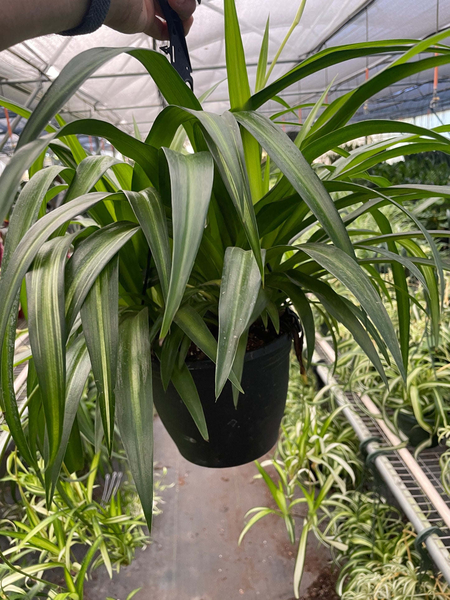 Detailed view of the thin, pointed, green leaves of the Spider Plant 'Hawaiian'