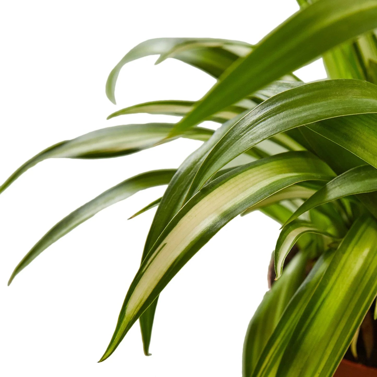 Close-up of small "spiderettes" (plantlets) dangling from a Spider Plant 'Hawaiian'