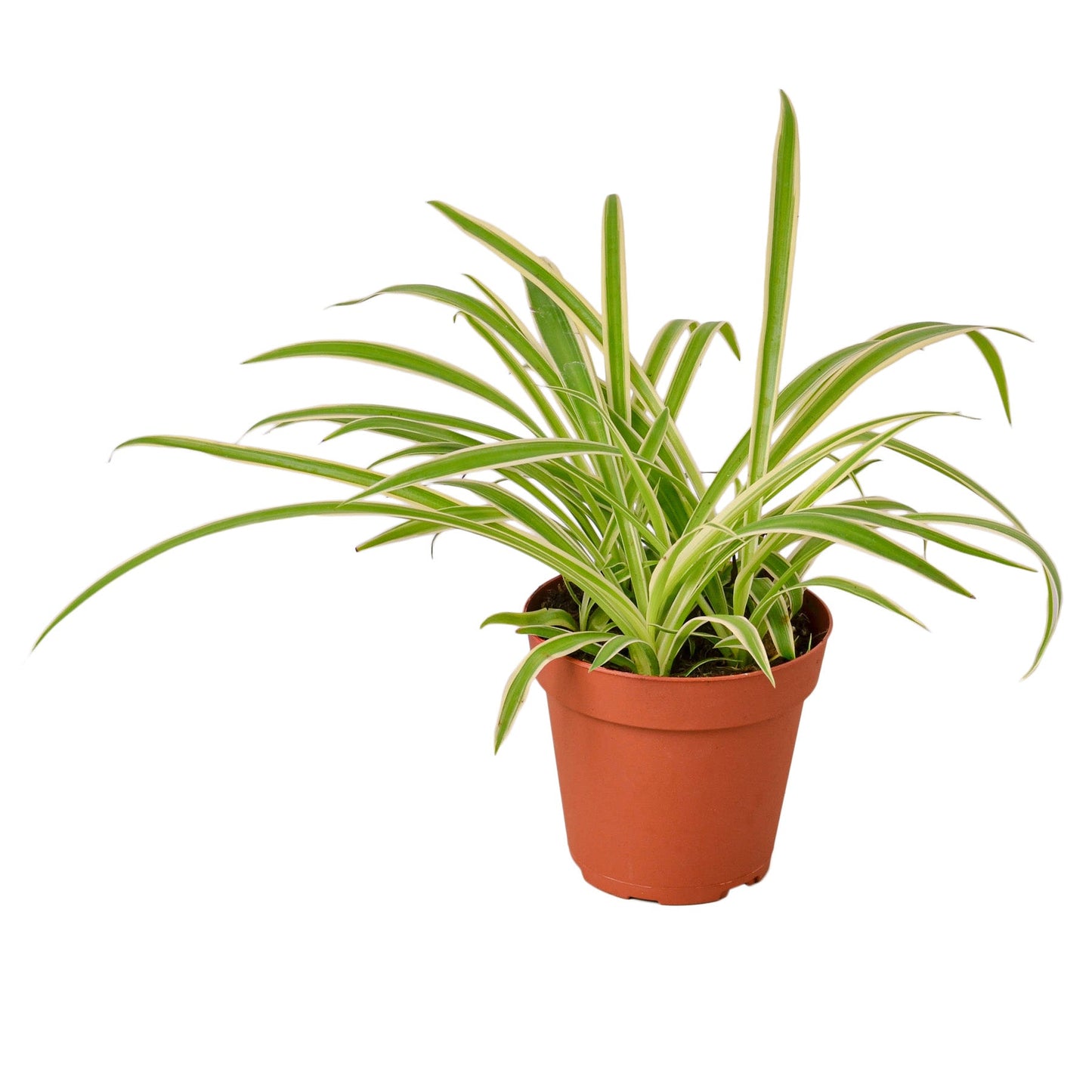 Spider Plant 'Reverse' houseplant with green leaves and creamy white central stripes in a hanging pot