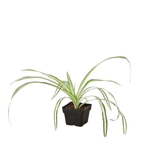 Small white flower blooming on a long stalk of a Spider Plant 'Reverse'