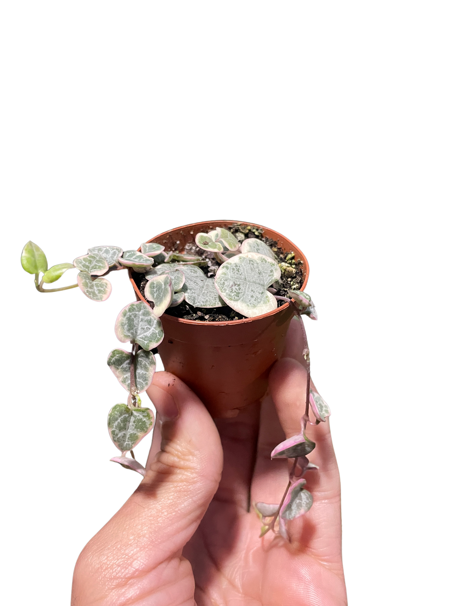 Detailed view of the delicate, spade-shaped leaves of the String of Hearts Variegated